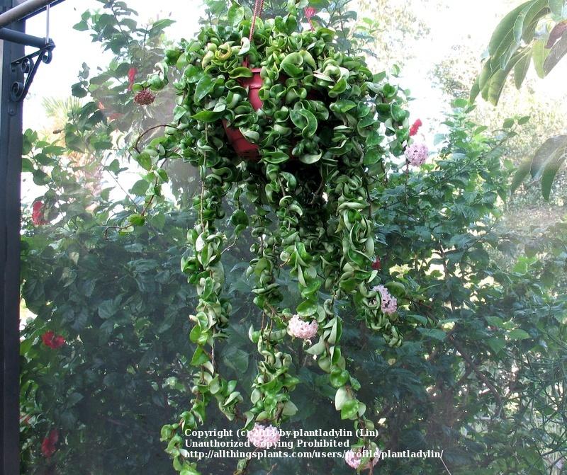 Photo of Hindu Rope Hoya (Hoya carnosa 'Compacta') uploaded by plantladylin