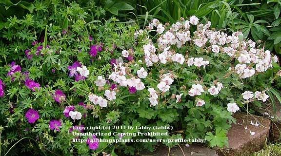 Photo of Hardy Geranium (Geranium x cantabrigiense 'Biokovo') uploaded by tabby