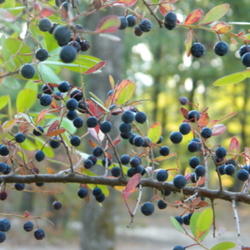 Location: Northeastern, Texas
Date: 2011-10-10
The berries are edible and food for wildlife through fall and win