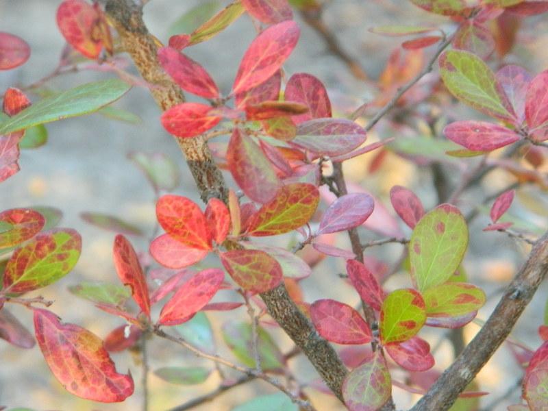 Photo of Farkleberry (Vaccinium arboreum) uploaded by wildflowers
