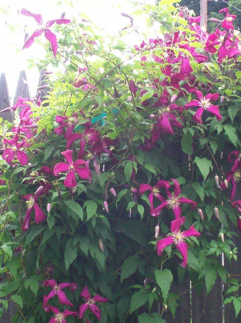 Photo of Clematis (Clematis viticella 'Madame Julia Correvon') uploaded by Carolyn22