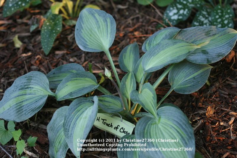 Photo of Hosta 'Touch of Class' uploaded by Christine27360
