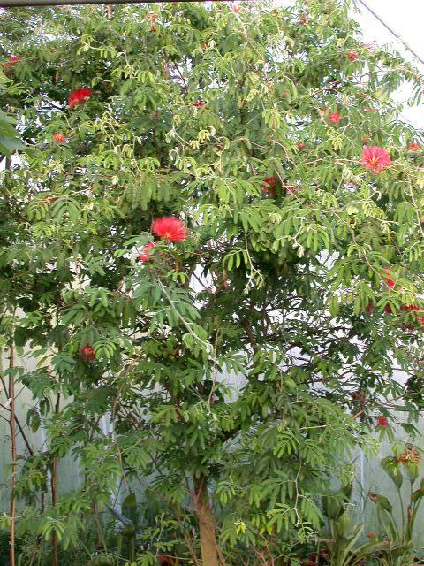 Photo of Mexican Flame Bush (Calliandra tweediei) uploaded by Ferenc