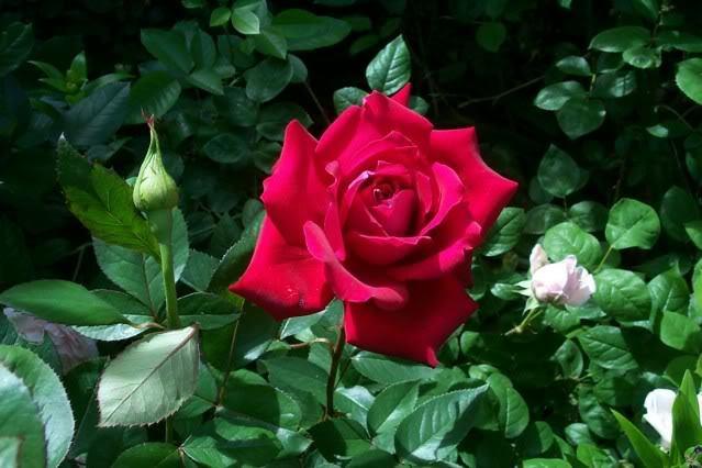 Photo of Rose (Rosa 'Chrysler Imperial') uploaded by Newyorkrita