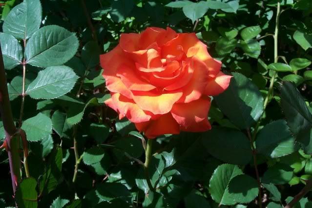 Photo of Rose (Rosa 'Gingersnap') uploaded by Newyorkrita