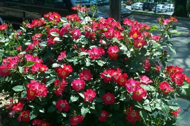 Photo of Rose (Rosa 'Be-Bop') uploaded by Newyorkrita