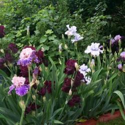 
Bearded iris section.