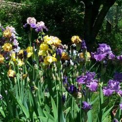 
A row of bearded iris in bloom.