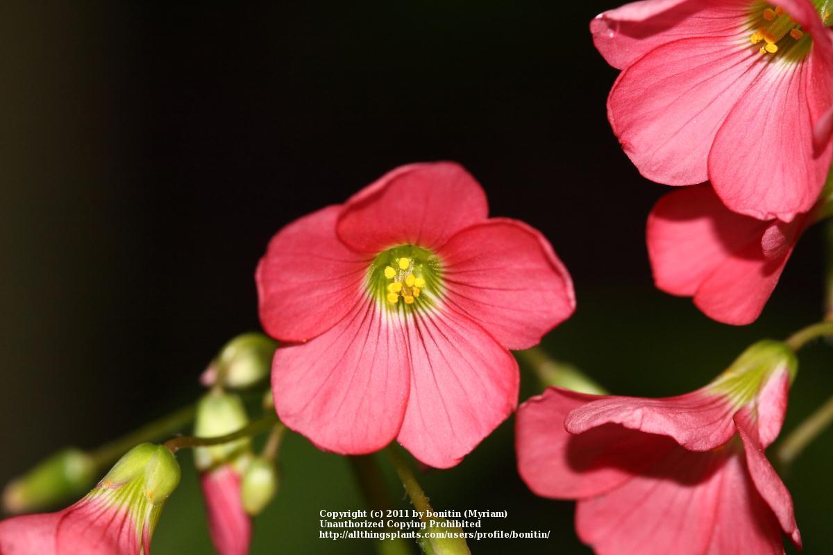 Photo of Good Luck Plant (Oxalis tetraphylla 'Iron Cross') uploaded by bonitin