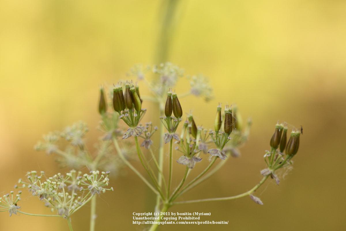 Photo of Cow Parsley (Anthriscus sylvestris) uploaded by bonitin