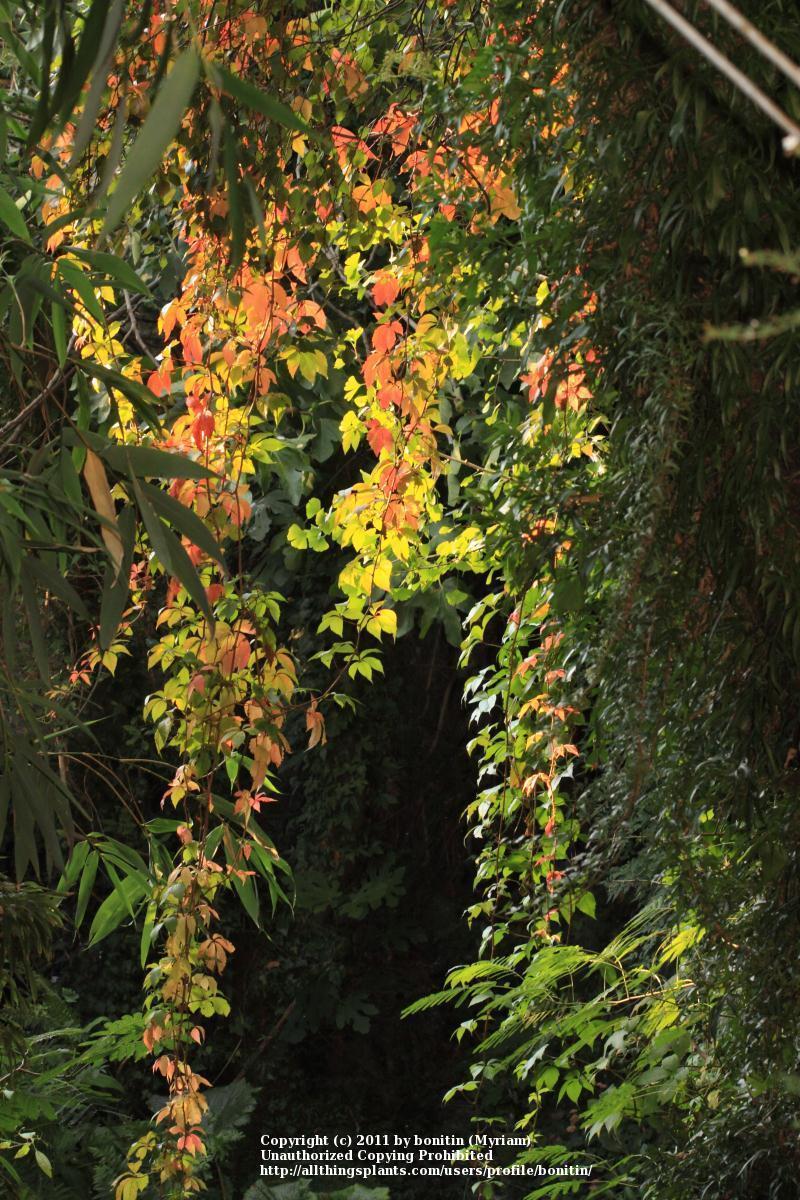 Photo of Virginia Creeper (Parthenocissus quinquefolia) uploaded by bonitin