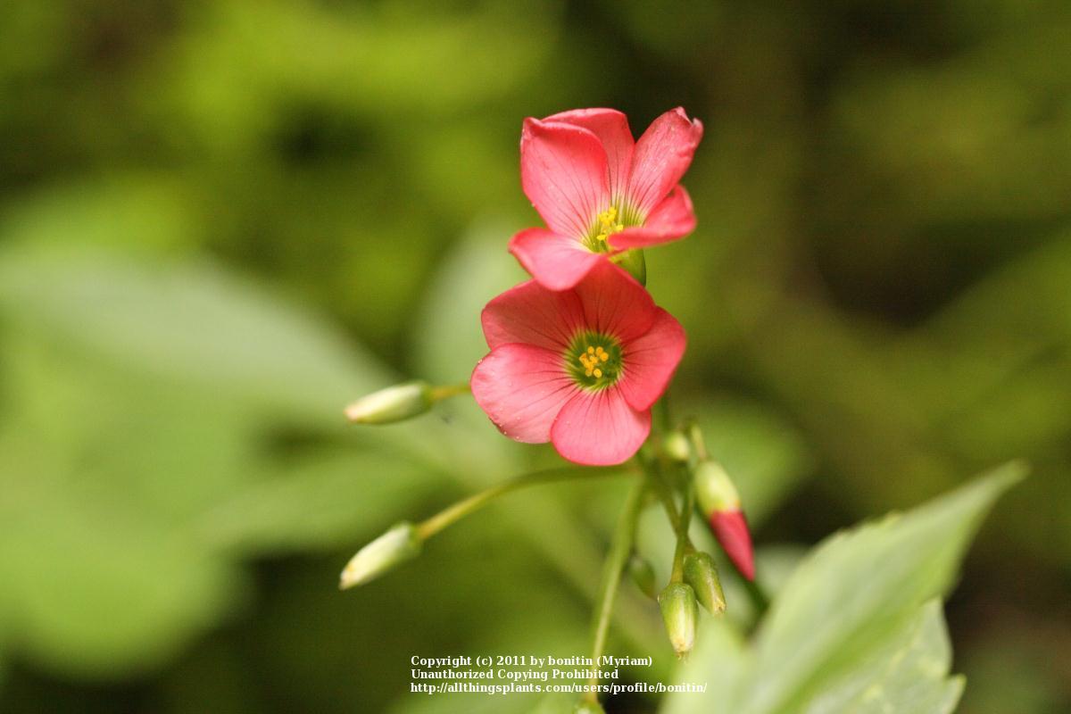 Photo of Good Luck Plant (Oxalis tetraphylla 'Iron Cross') uploaded by bonitin