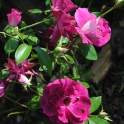 Location: My Northeastern Indiana Gardens - Zone 5b
Date: 2011-10-12
Wonderful medium-strength, yet mildly scented rose. This specimen