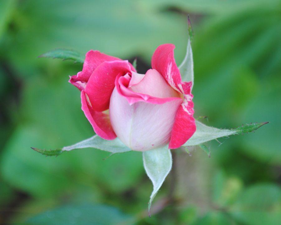 Photo of Rose (Rosa 'Love') uploaded by chelle
