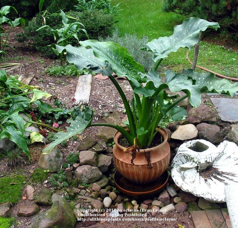 Photo of Calla Lily (Zantedeschia aethiopica 'White Giant') uploaded by eclayne