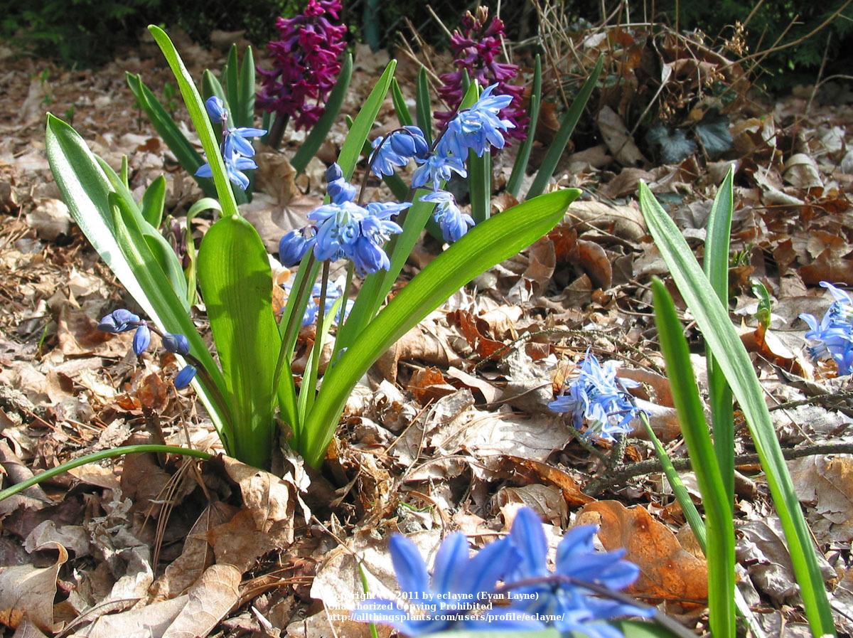 Photo of Siberian Squill (Scilla siberica) uploaded by eclayne