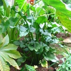 Location: z5 MA, my garden
Date: 2011-10-10
Mostly shade now that the Castor Bean and Colocasia have taken ov