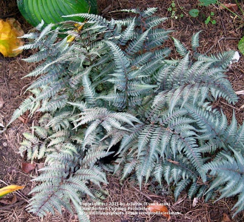 Photo of Japanese Painted Fern (Anisocampium niponicum 'Regal Red') uploaded by eclayne