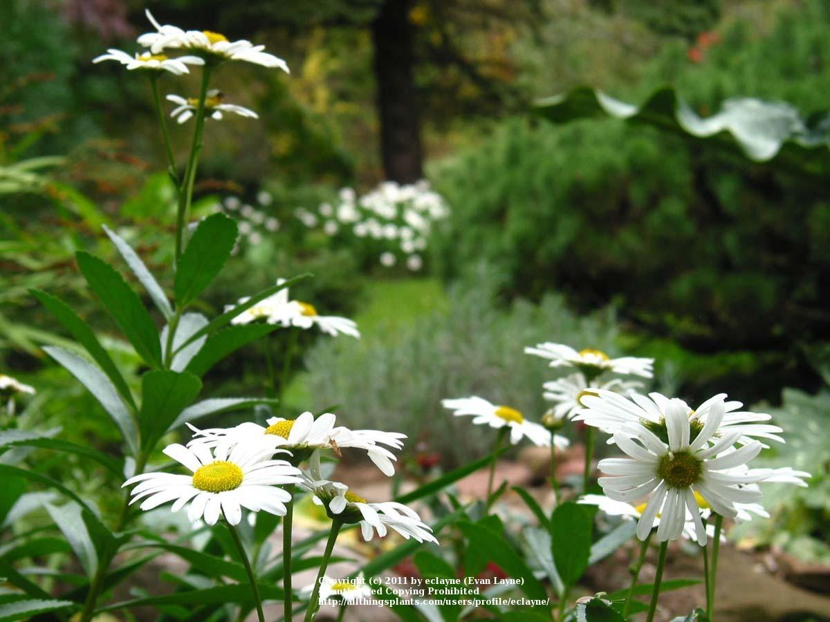Photo of Montauk Daisy (Nipponanthemum nipponicum) uploaded by eclayne