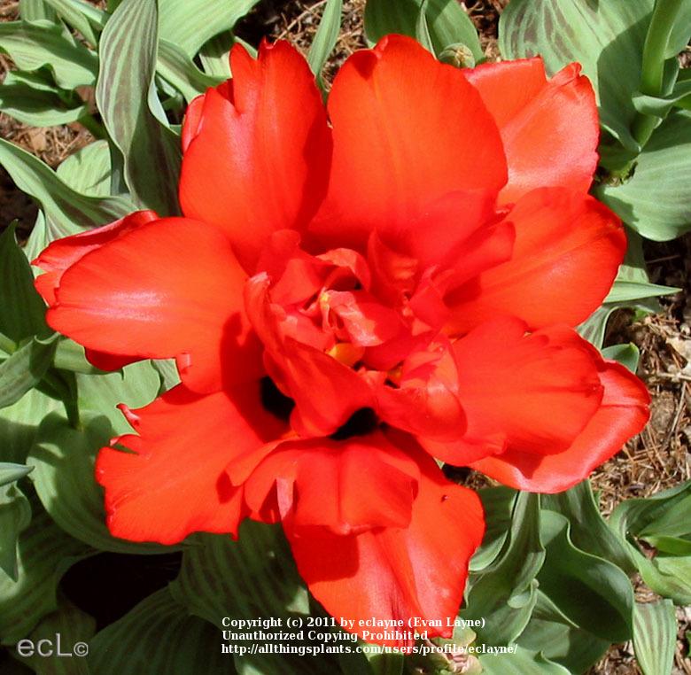 Photo of Greigii Tulip (Tulipa greigii 'Double Red Riding Hood') uploaded by eclayne