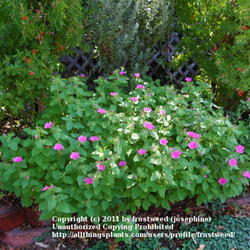 Location: Fielder House Butterfly garden Arlington, Texas.
Date: Fall 2011
This lovely plant is very drought tolerant and attractive to bees