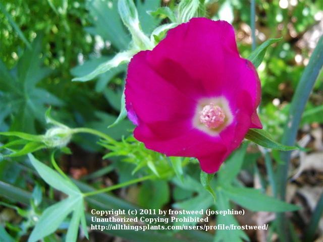 Photo of Winecup (Callirhoe involucrata) uploaded by frostweed