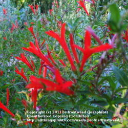 Location: f
Date: Fall 2011
This is one of the most drought tolerant plants in Texas,