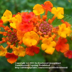 Location: Fielder House Butterfly garden Arlington, Texas.
Date: Fall 2011
This Lantana loves the heat and blooms all summer