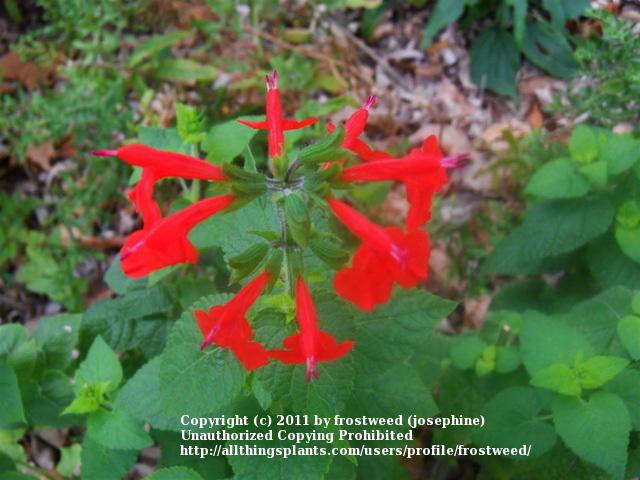 Photo of Scarlet Sage (Salvia coccinea) uploaded by frostweed