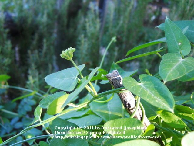 Photo of Climbing Milkweed Vine (Funastrum cynanchoides) uploaded by frostweed