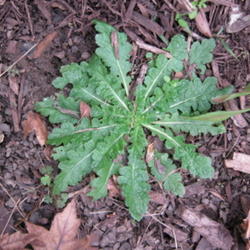 Location: Indiana  Zone 5
Date: 2010-09-25
First year rosette