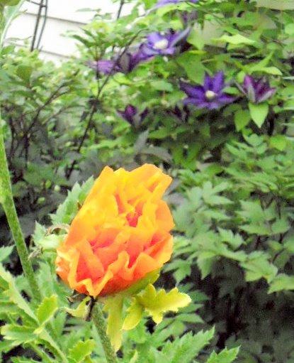 Photo of Oriental Poppy (Papaver orientale 'Prince of Orange') uploaded by ge1836