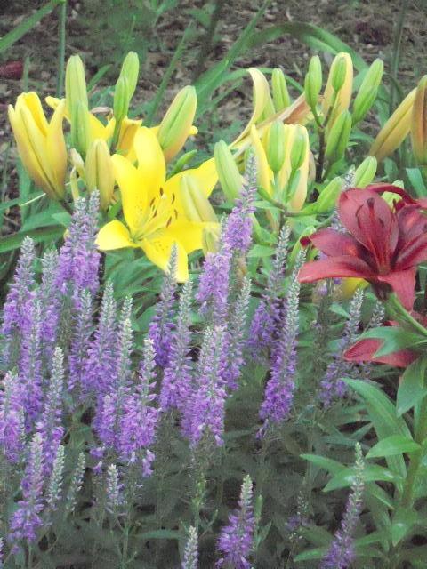 Photo of Speedwell (Veronica longifolia 'Eveline') uploaded by ge1836