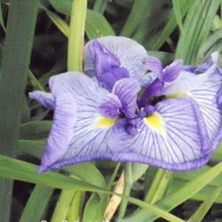 Location: Sun Pittsford NY
Date: 2011-07-02
Gay Gallant blooms last longer than other Japanese Iris I have. T