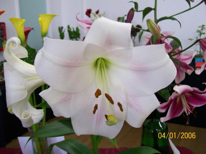 Photo of Lily (Lilium longiflorum) uploaded by gwhizz