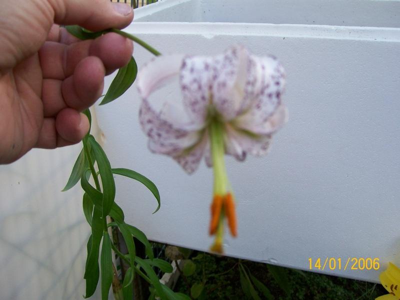 Photo of Lily (Lilium duchartrei) uploaded by gwhizz