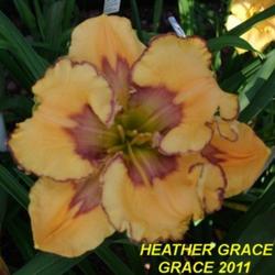 Location: Daylily Place Lillian Alabama Region 14
Date: Mid May 2011
Photo Courtesy of Fred Manning, Daylily Place. Used With Permissi
