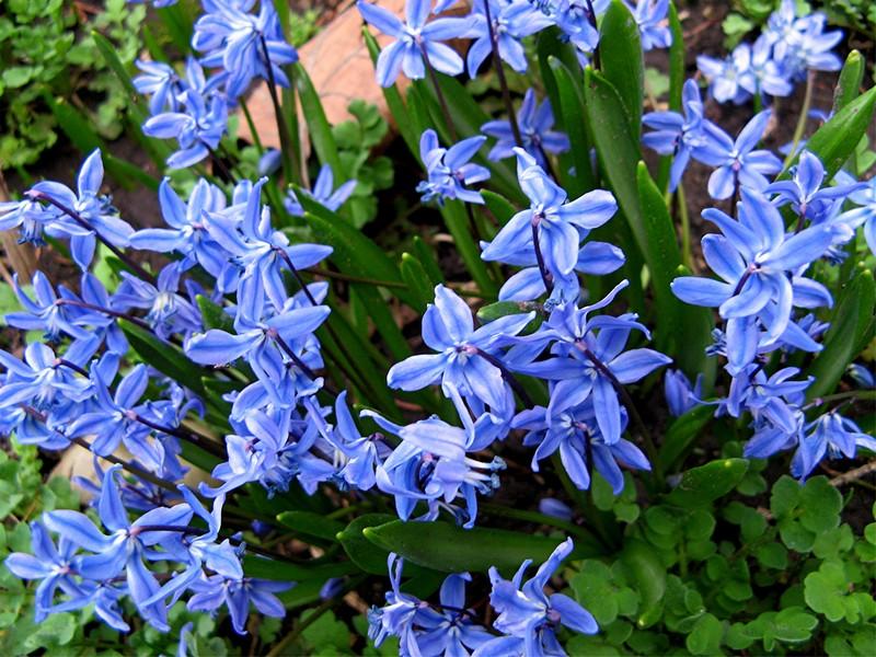 Photo of Siberian Squill (Scilla siberica) uploaded by LarryR