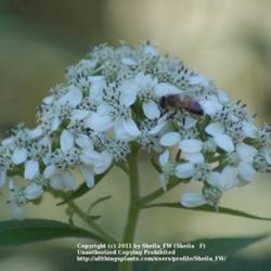 Location: Fort Worth TX
Date: 2009-09-28
Frostweed is a bee magnet in the fall.