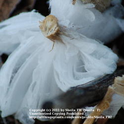 Location: Fort Worth TX
Date: 2010-01-05
Stems explode with frost like formations with a hard freeze.