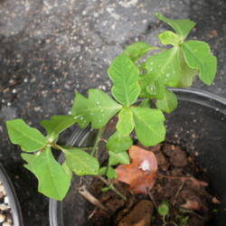 Location: Middle Tennessee
Date: 2011-10-13
a cutting rooting