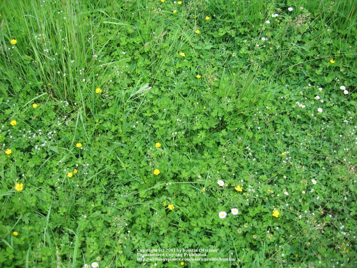 Photo of Creeping Buttercup (Ranunculus repens) uploaded by bonitin