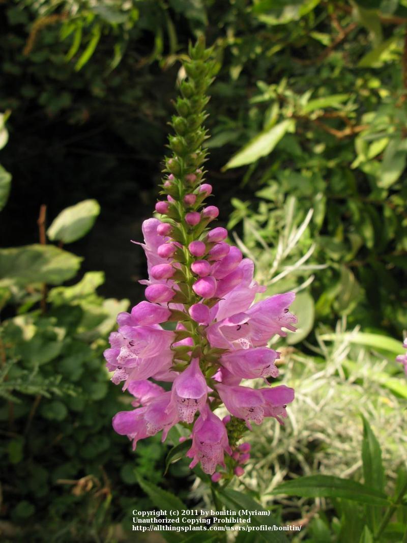 Photo of Obedient Plant (Physostegia virginiana 'Red Beauty') uploaded by bonitin