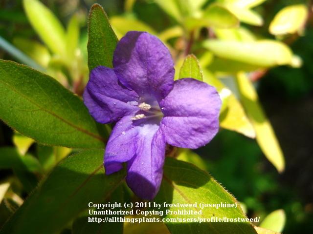 Photo of Wild Petunia (Ruellia caroliniensis subsp. ciliosa) uploaded by frostweed