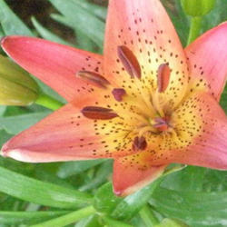 Location: Sun Pittsford NY
Date: 2010-06-19
Lovely short lily