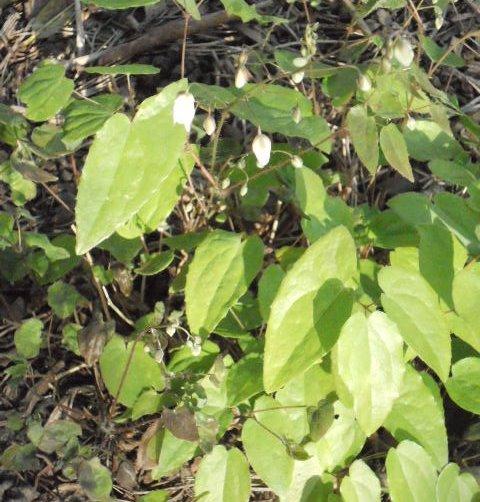 Photo of White Epimedium (Epimedium x youngianum 'Niveum') uploaded by ge1836