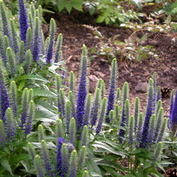 Location: Sun Pittsford NY
Date: 2009-06-03
These compact spires of intense blue flowers are in my borders wi
