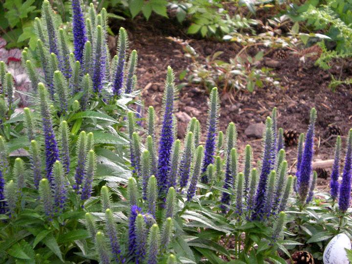 Photo of Spike Speedwell (Veronica spicata Royal Candles) uploaded by ge1836