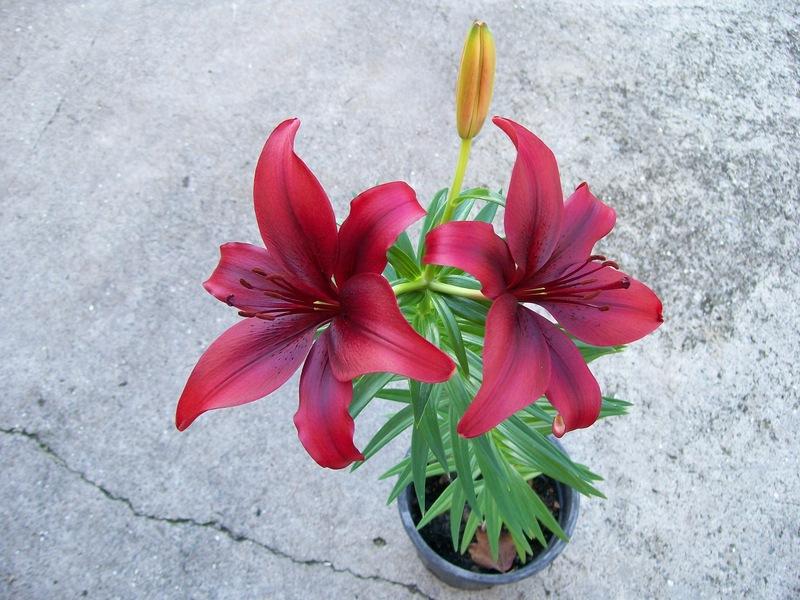 Photo of Lily (Lilium 'Black Out') uploaded by gwhizz
