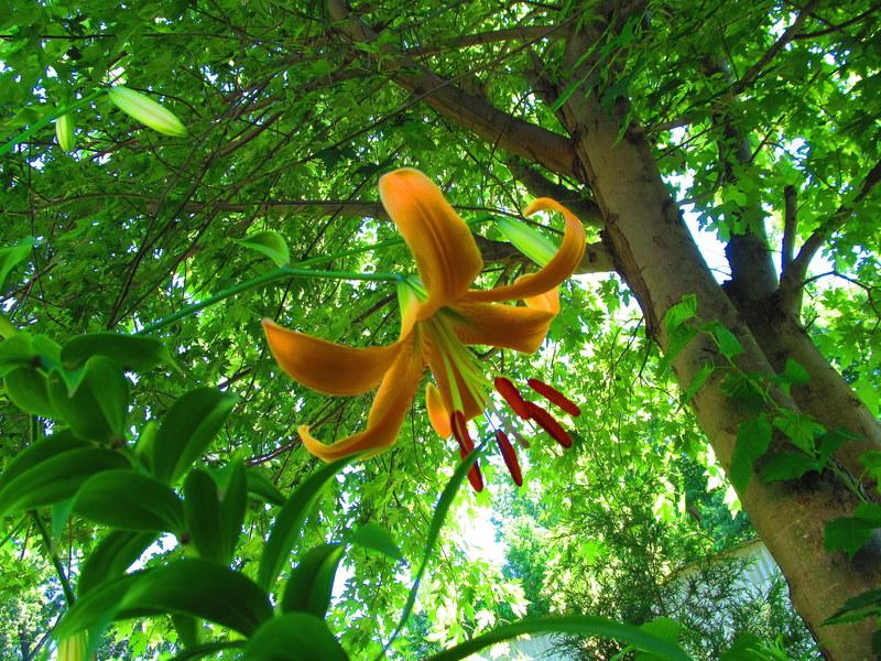 Photo of Lily (Lilium 'Queen Kong') uploaded by jmorth